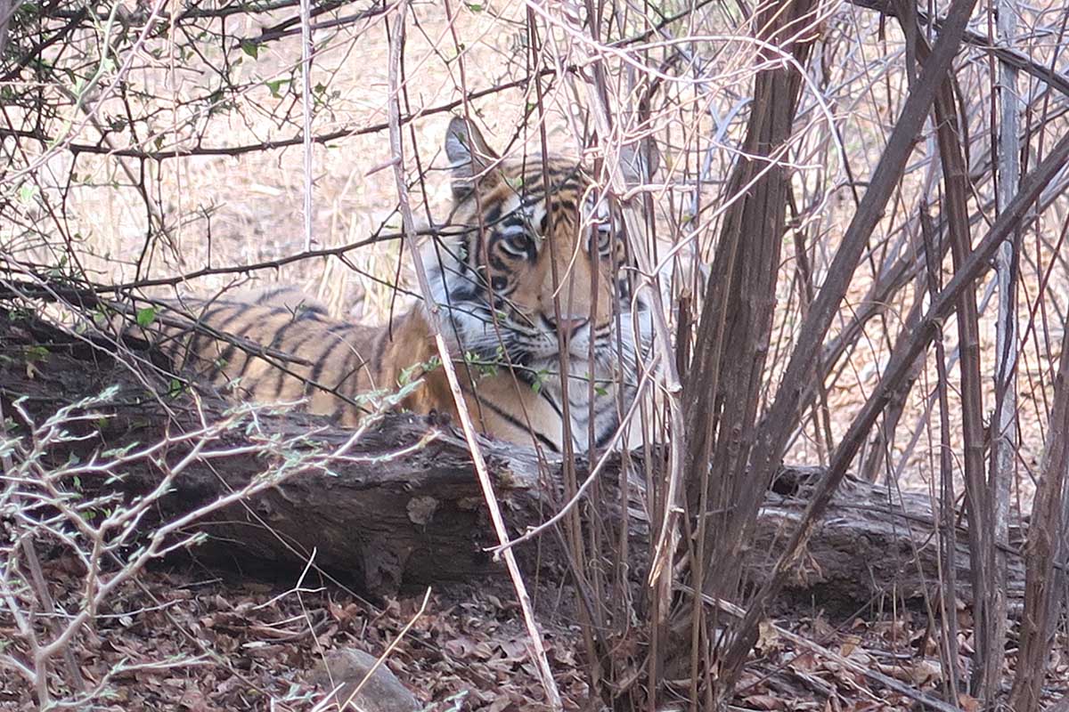 Our experience at Sher Bagh, Ranthambore