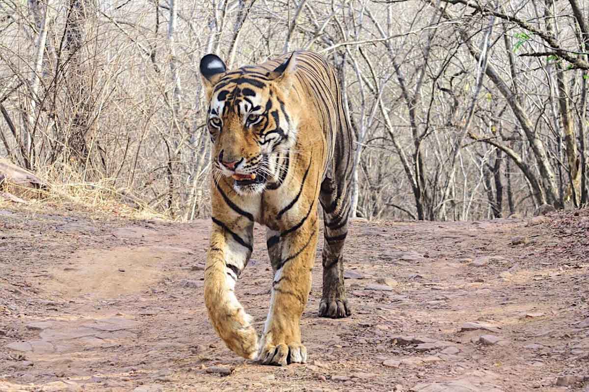 Our experience at Sher Bagh, Ranthambore