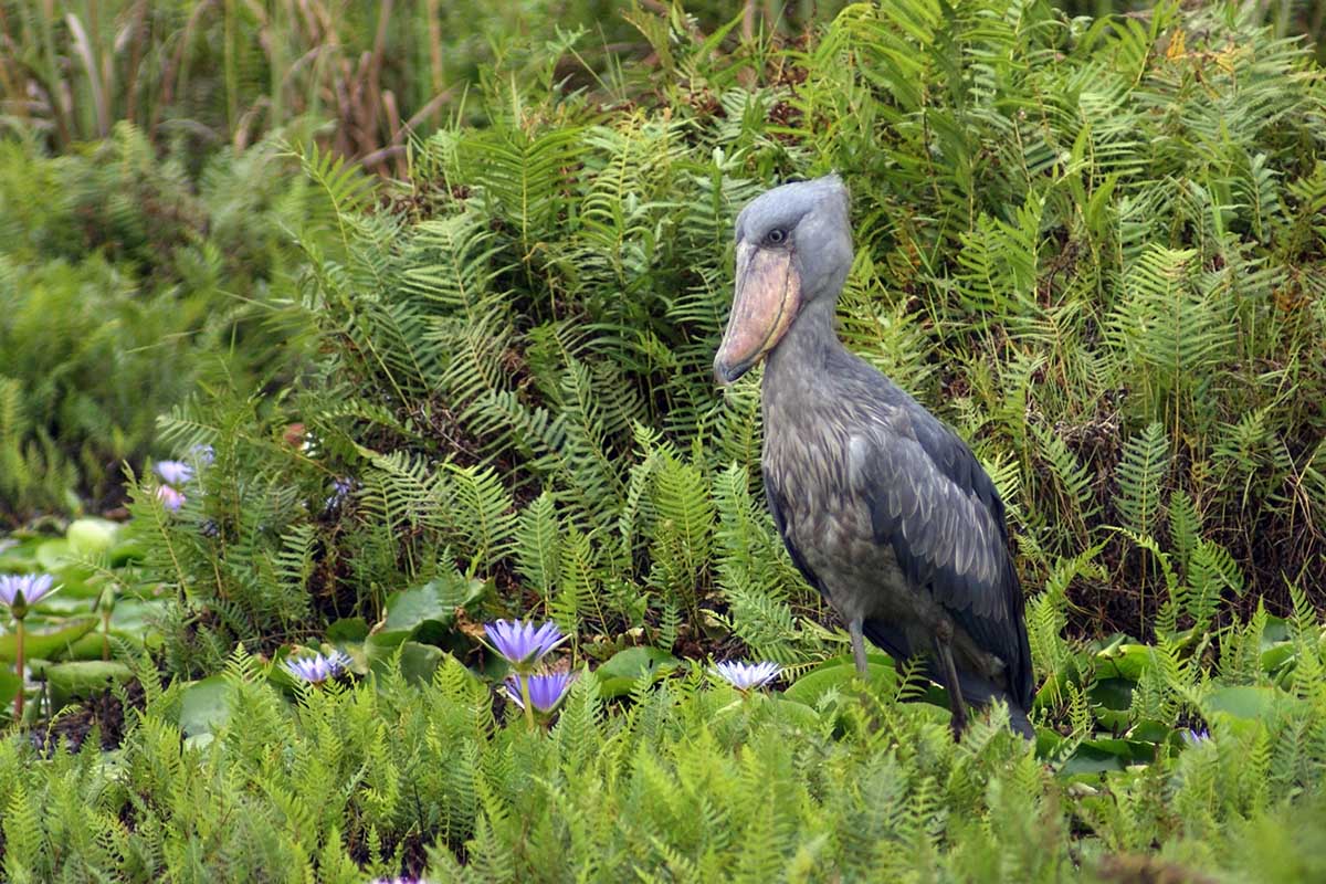 INSPIRING WILDLIFE EXPERIENCES IN UGANDA
