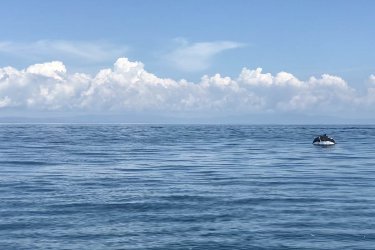 Milly Warr Dolphin Experience