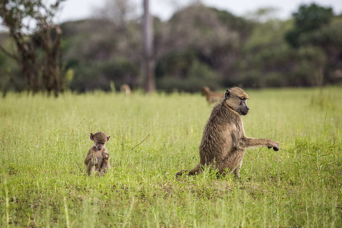 The best bush-and-beach honeymoon in southern Tanzania