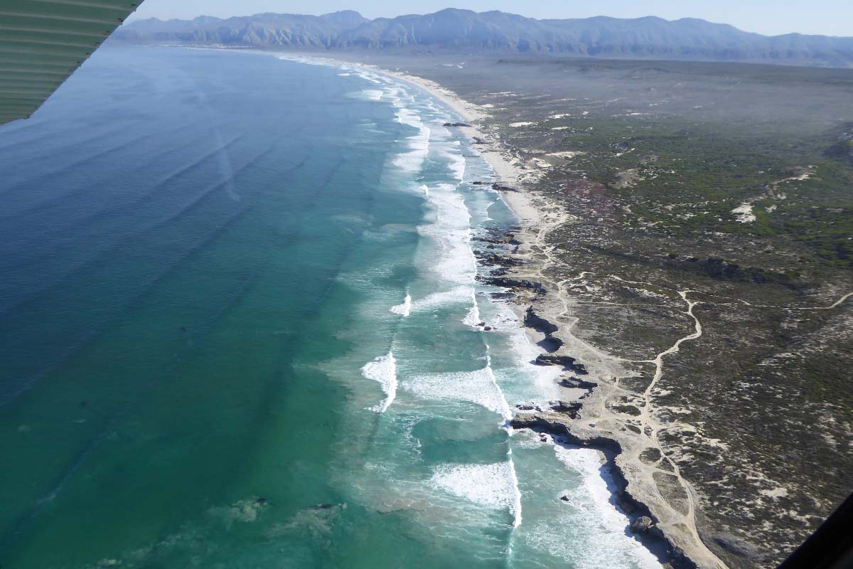 South Africa Whale Watching