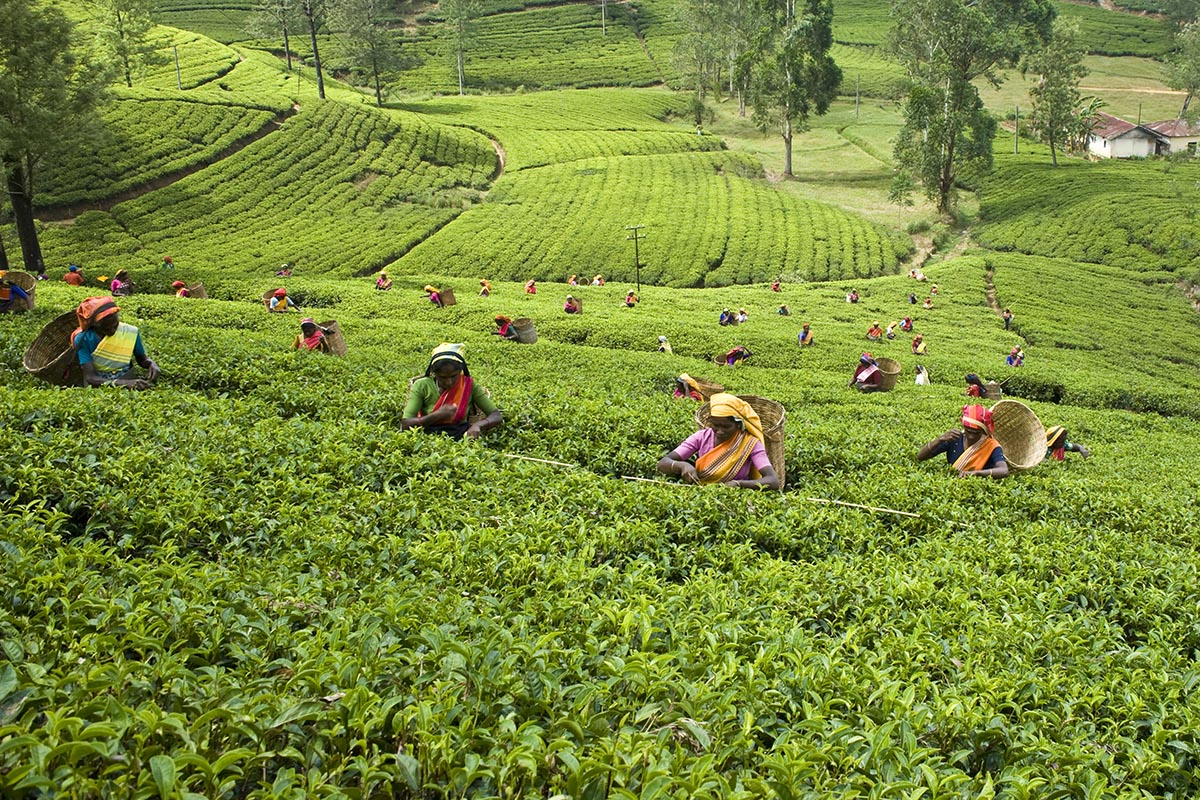 sri lanka tea plantation