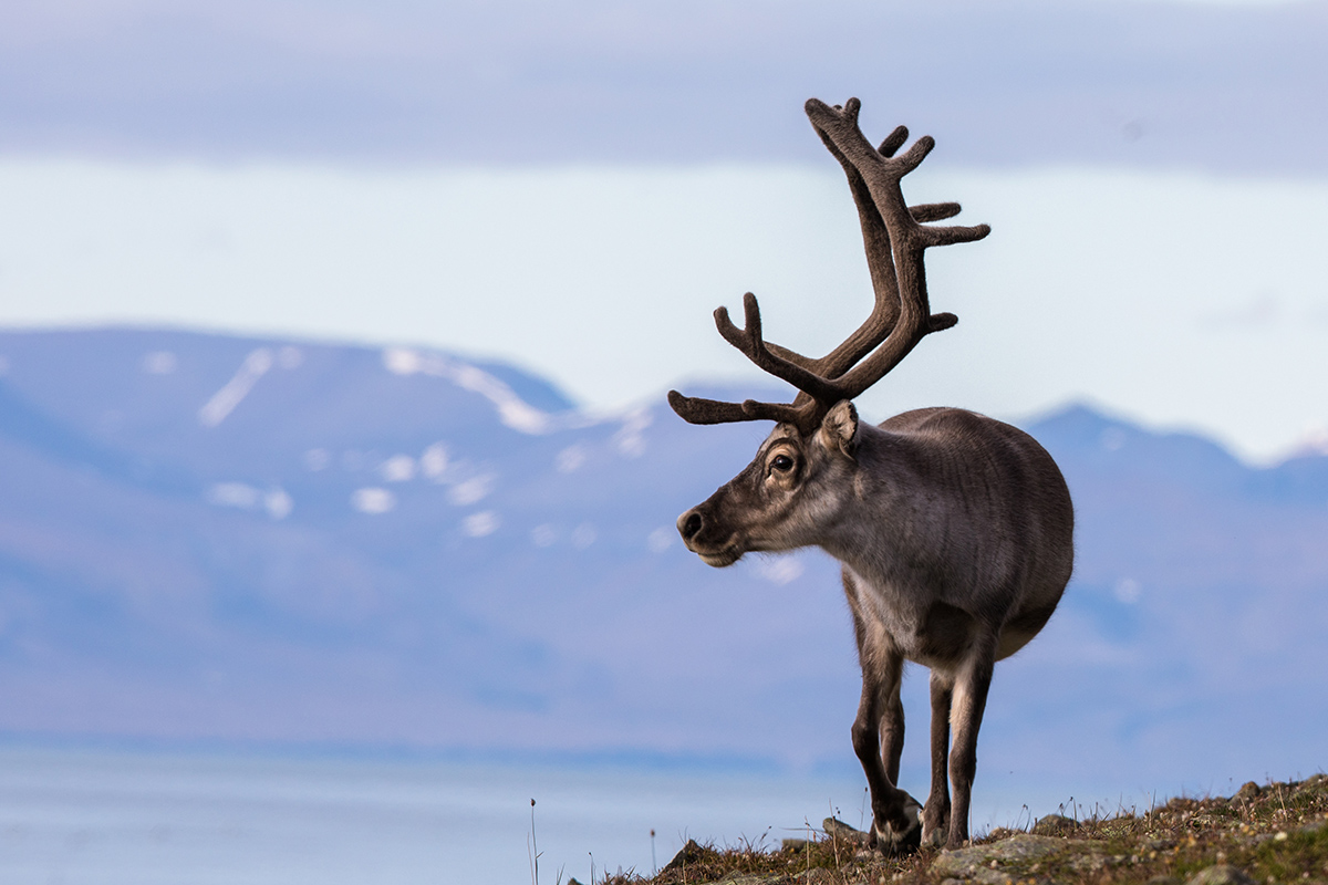 Svalbard reindeer