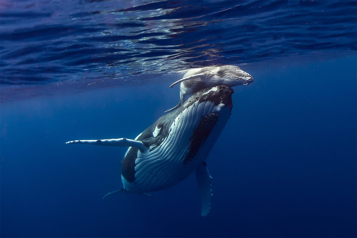 Swimming with humpack whales in Tonga