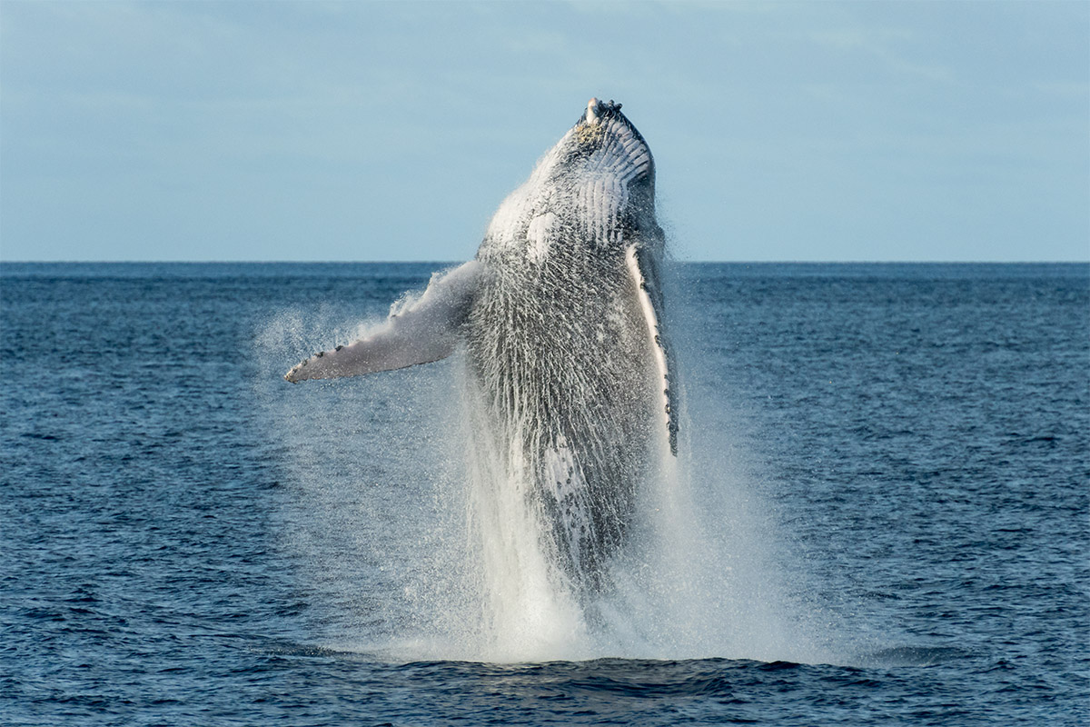 Swimming with humpback whales