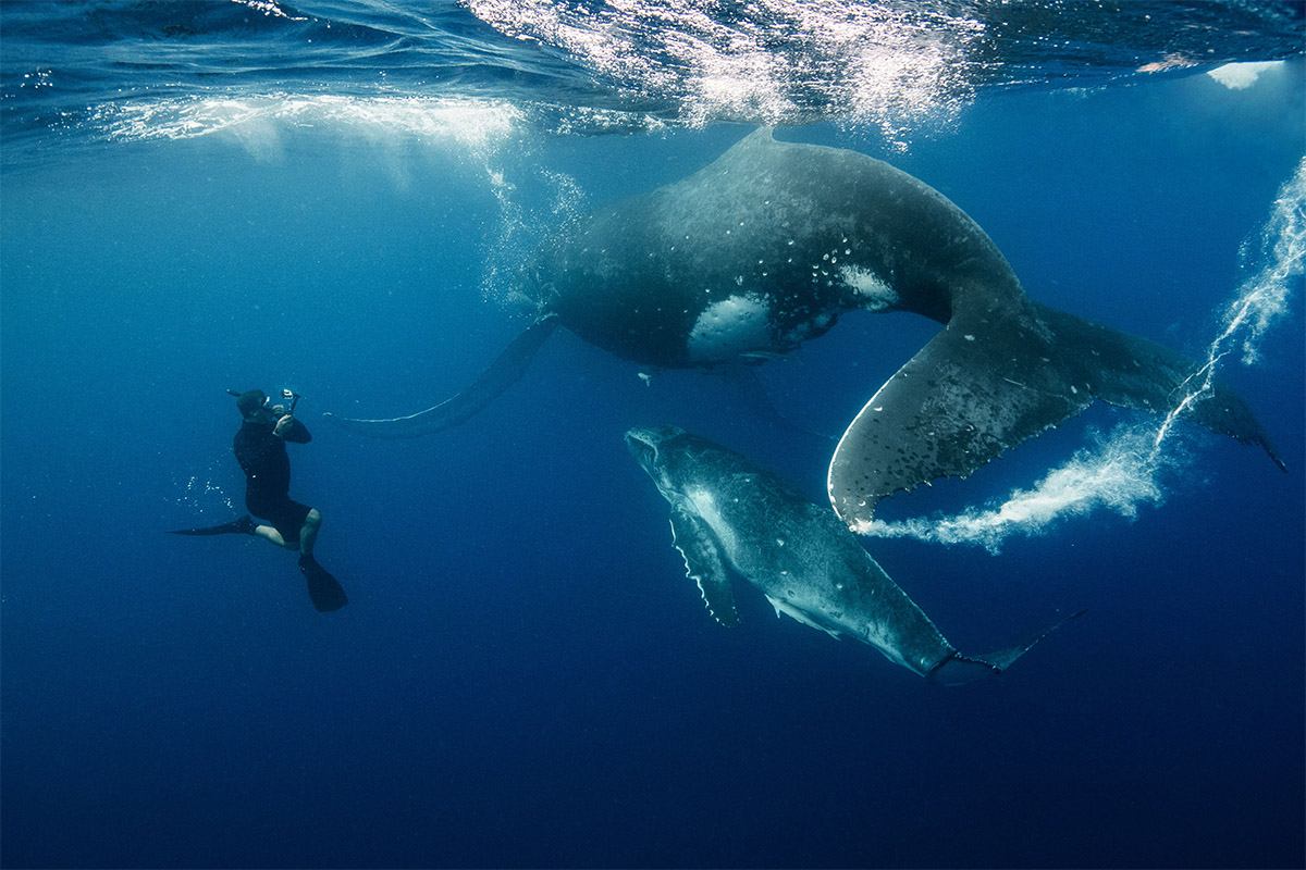 Swimming with humpback whales