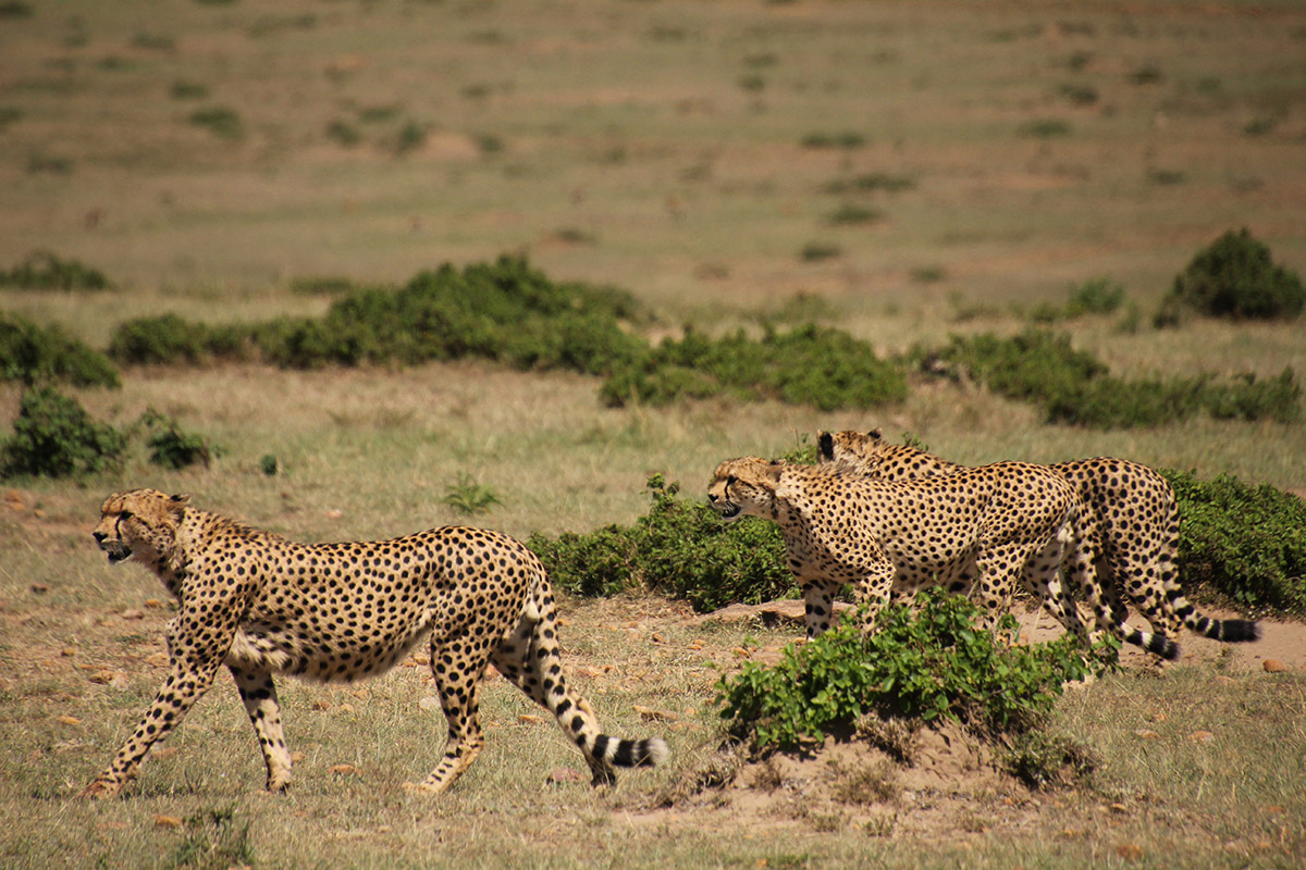 My experience at Tangulia Mara, Kenya