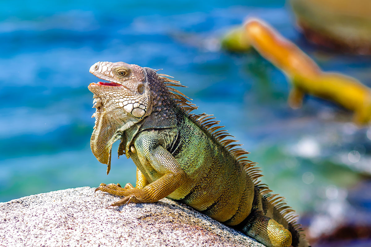 tayrona