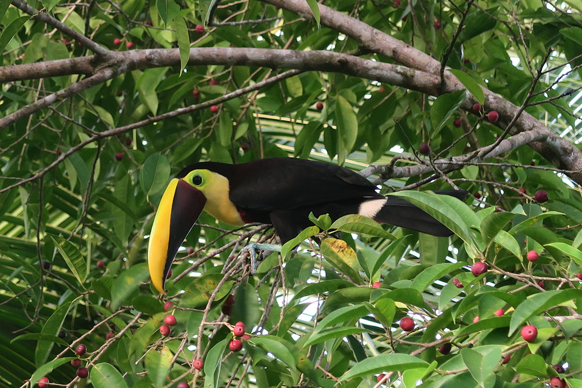 The best places to spot Costa Rica's amazing wildlife