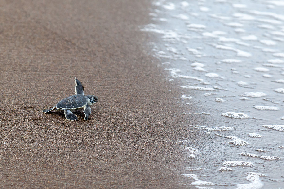 The best places to spot Costa Rica's amazing wildlife