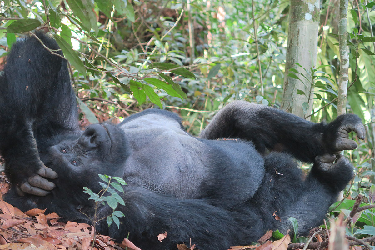 Luxury holiday to Uganda