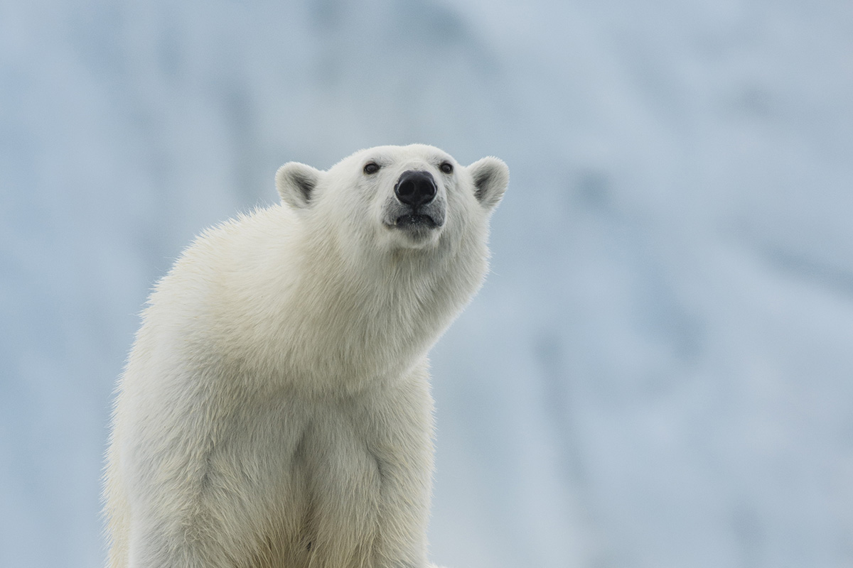 The ultimate 12-day adventure in The Arctic