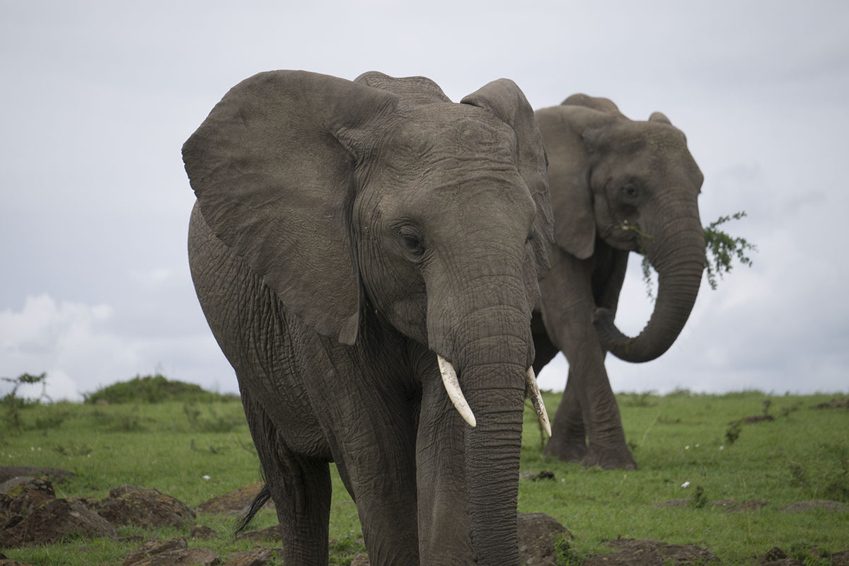 An adventurous walk in the Mara, Kenya