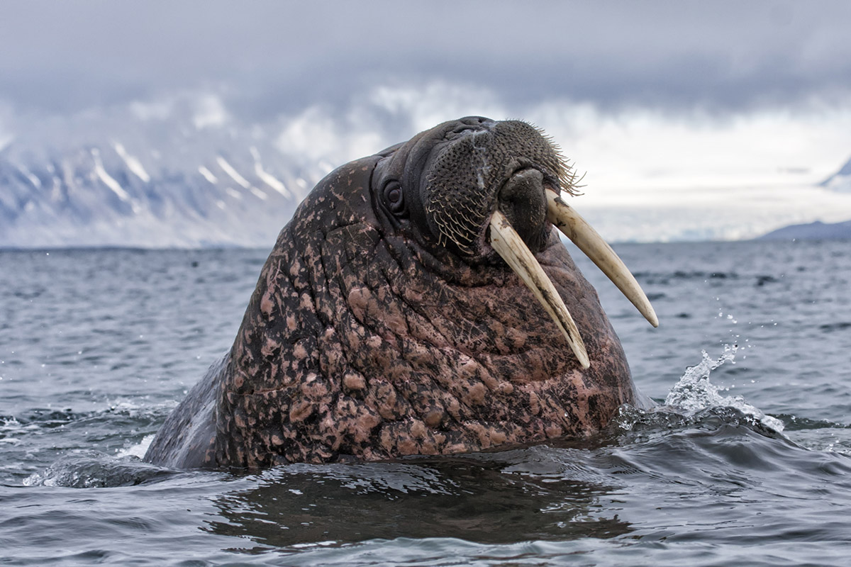 Encountering polar bears in the Arctic