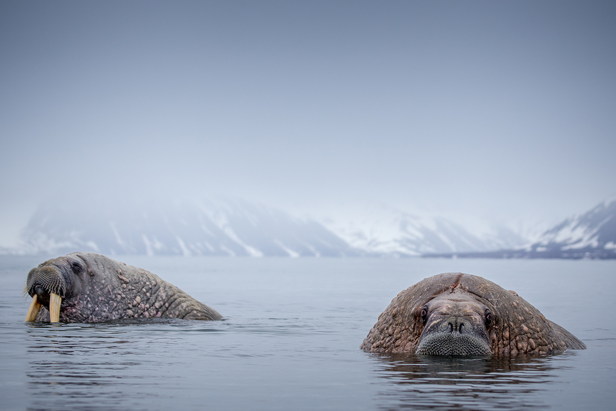 The ultimate 12-day adventure in The Arctic