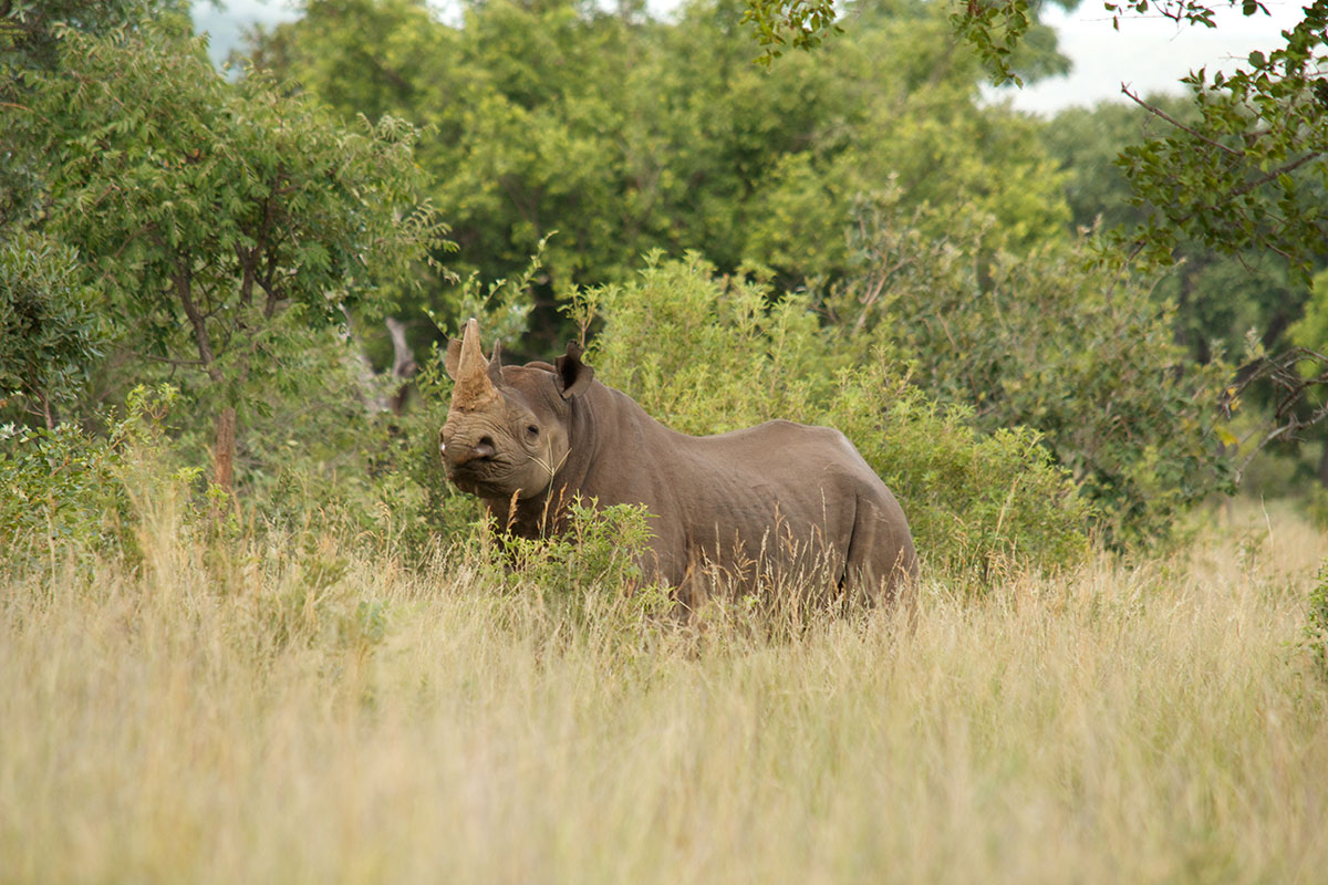 Three of our favourite conservation projects in Africa
