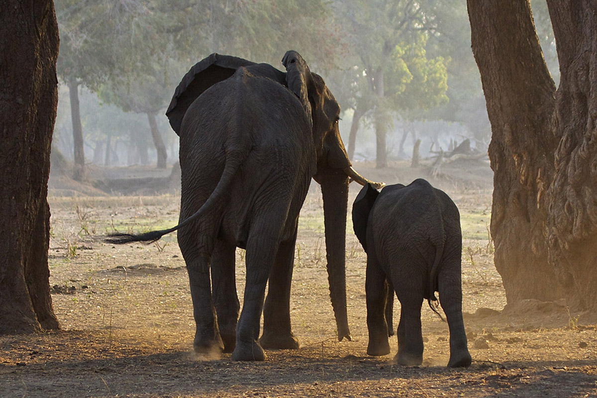 Why go to Africa again and again