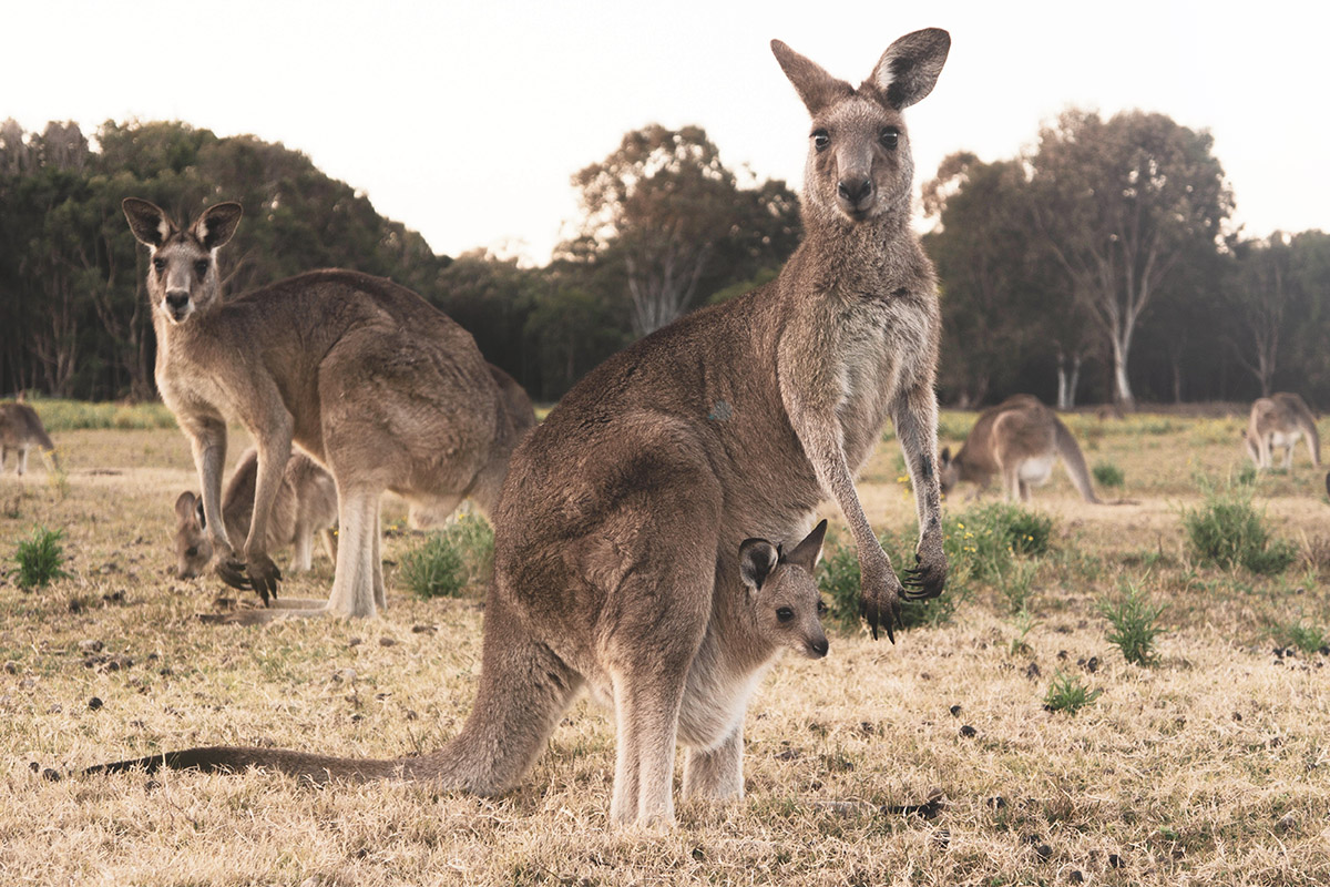 Why is Australia's Kangaroo Island a nature lover's paradise?