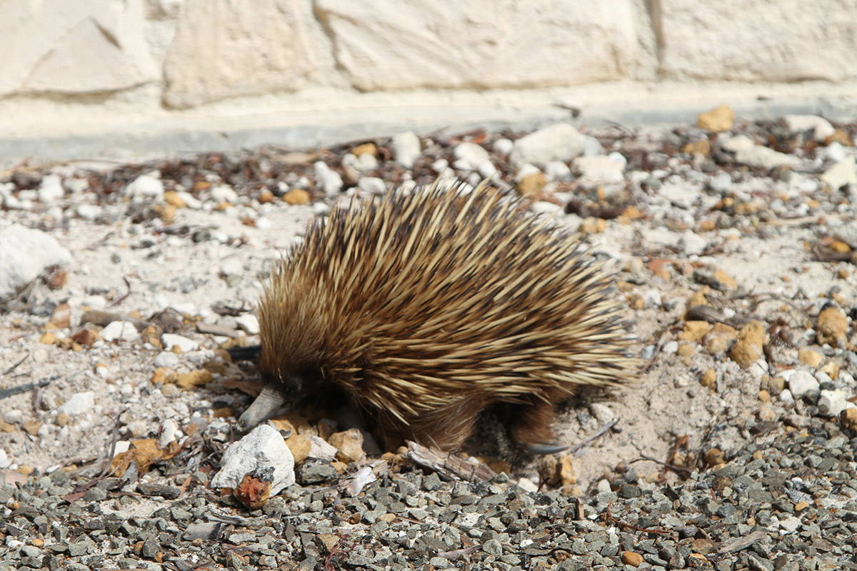 Kangaroo Island