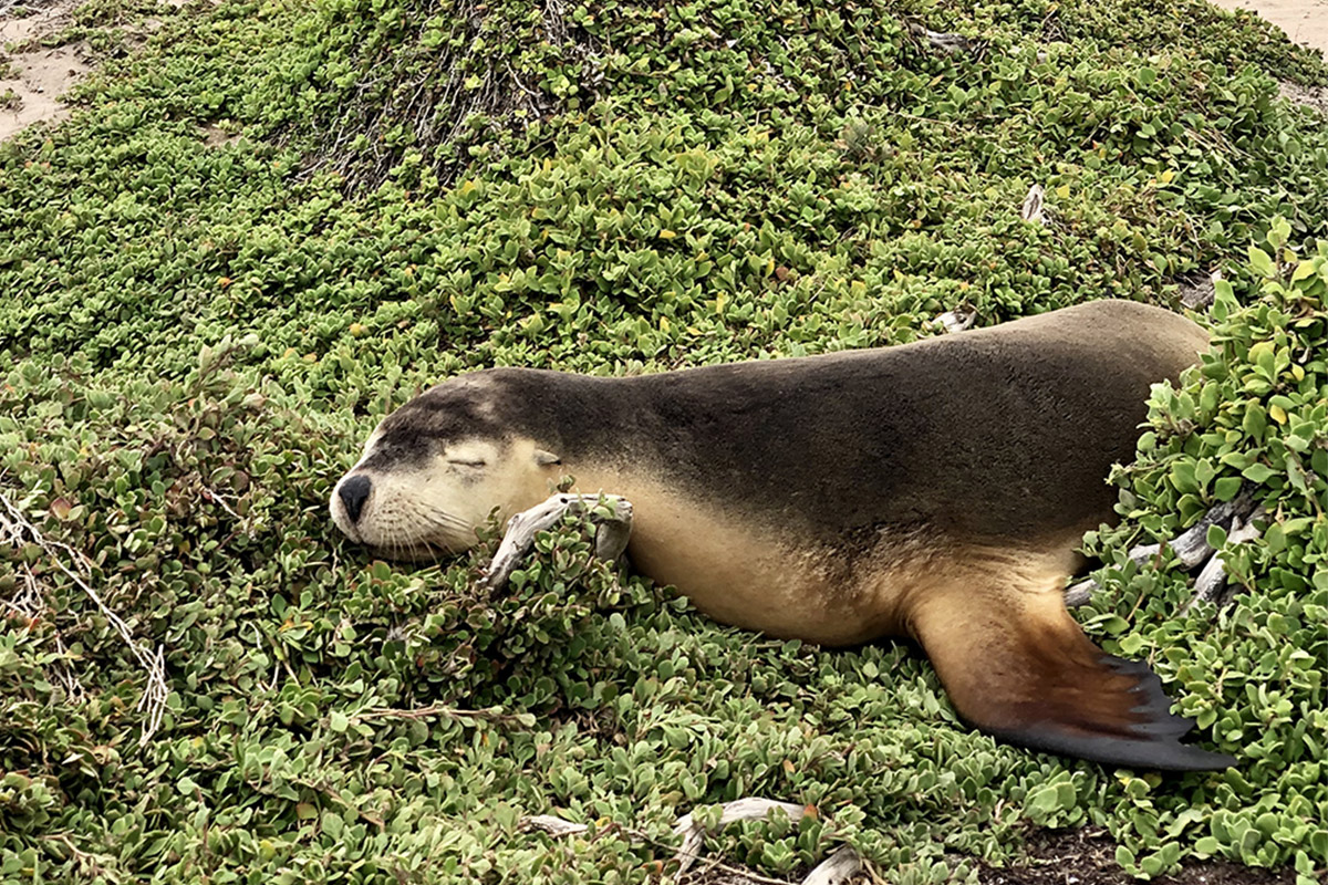 Kangaroo Island