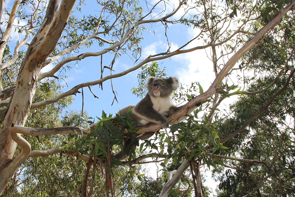 Why is Australia's Kangaroo Island a nature lover's paradise?