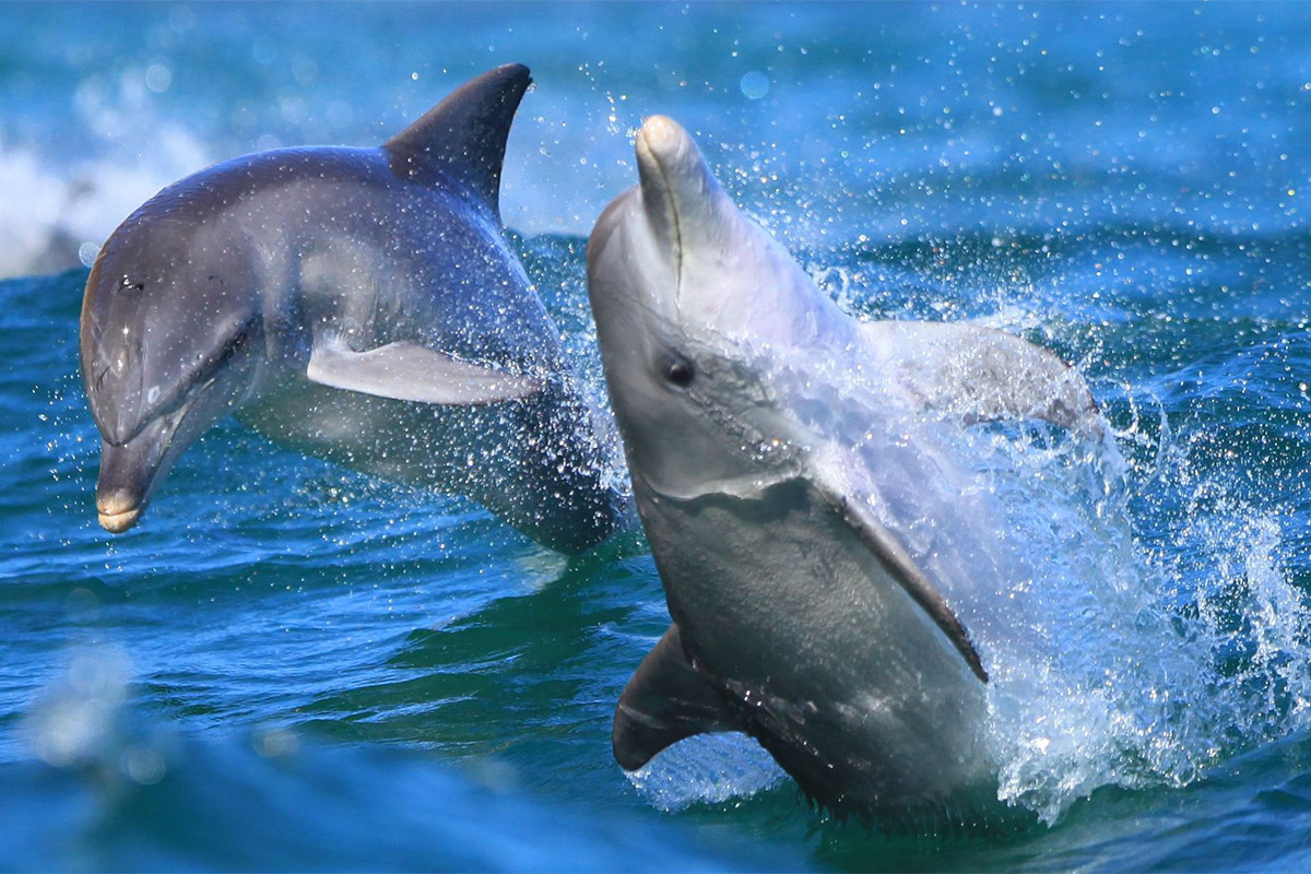Kangaroo Island