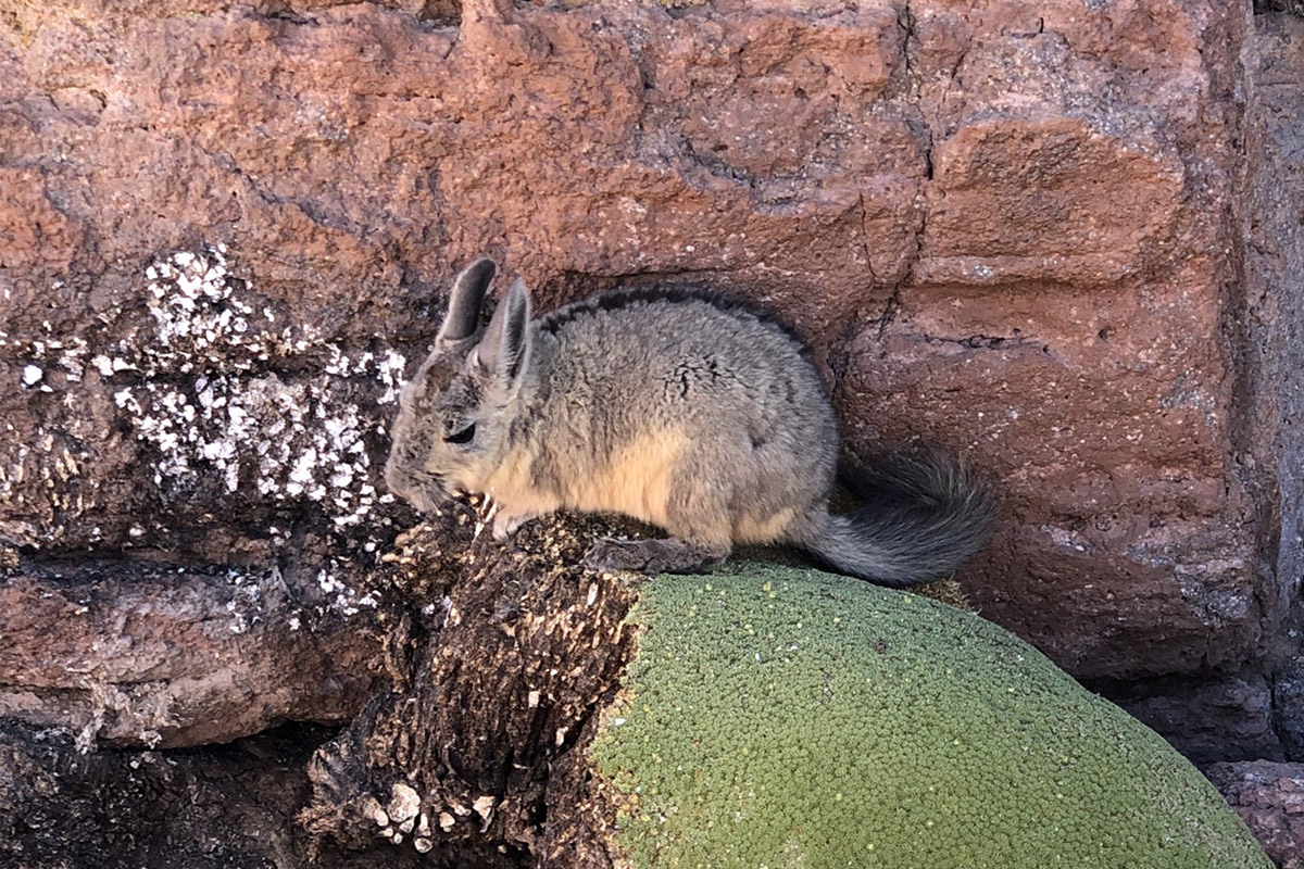 Why should you travel to Bolivia's Eduardo Avaroa National Reserve?