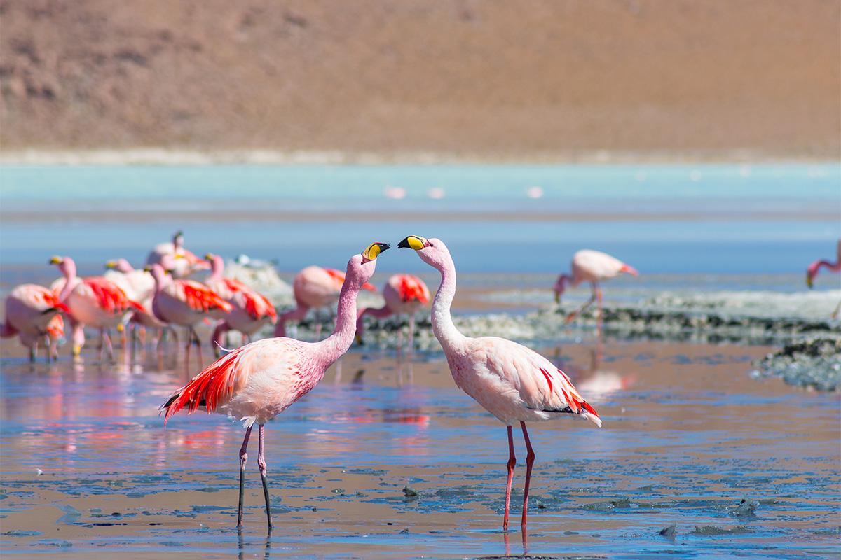 Why should you travel to Bolivia's Eduardo Avaroa National Reserve?