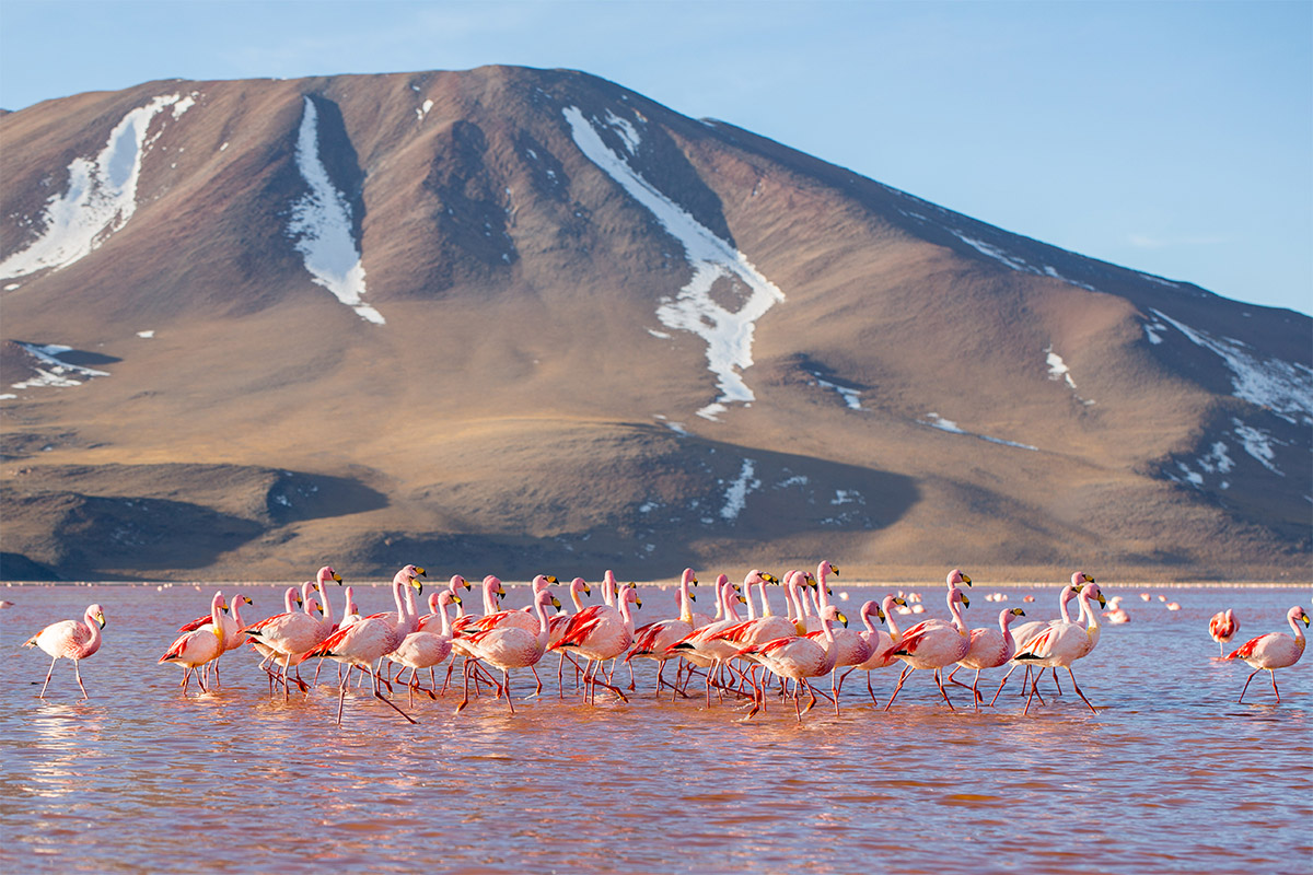 Why should you travel to Bolivia's Eduardo Avaroa National Reserve?
