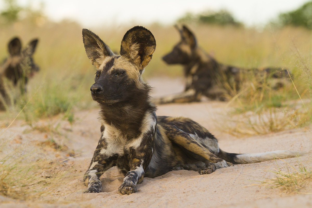 Wild Dog Zimbabwe