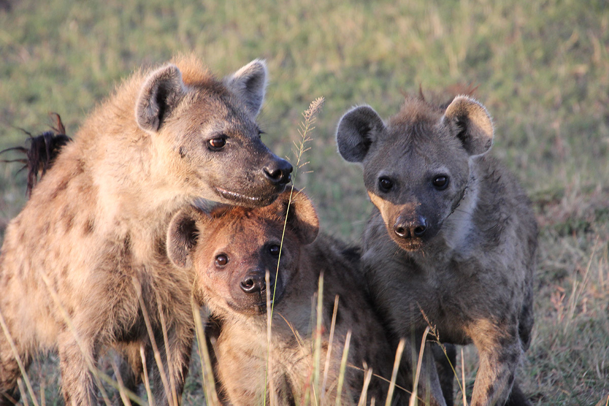 My experience at Tangulia Mara, Kenya