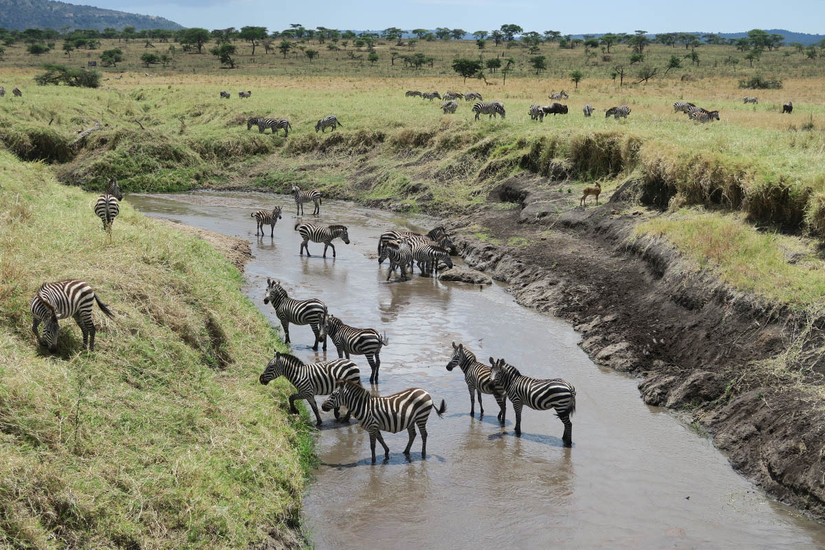 Lodge or tented camp where should I stay in the Serengeti