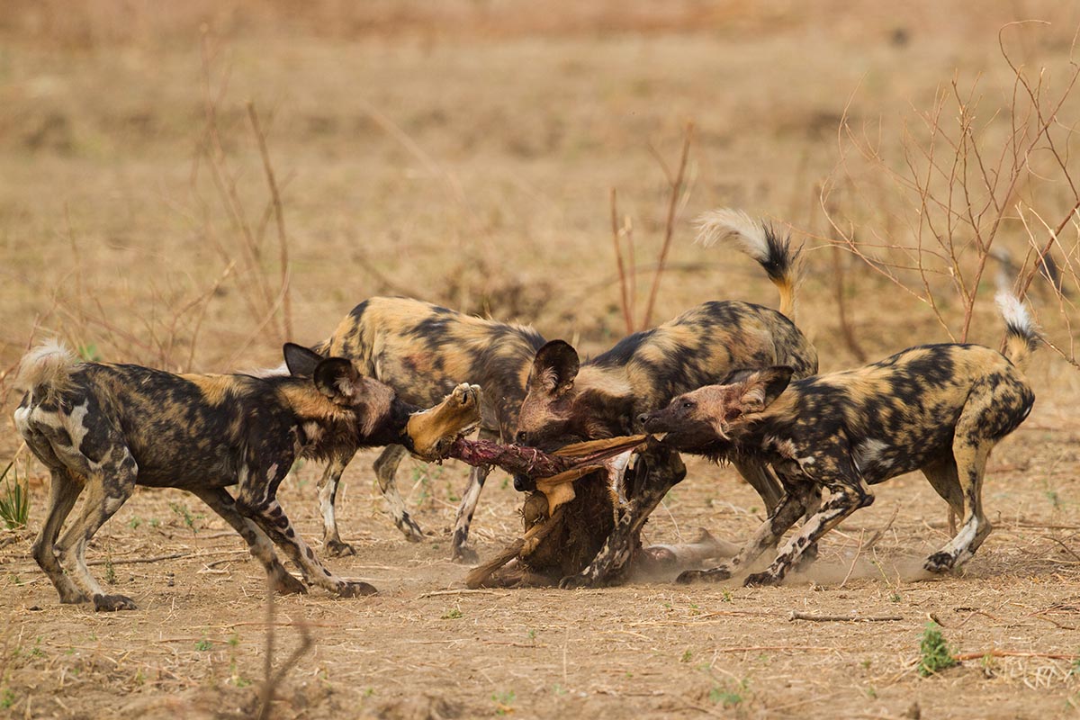 Wild Dog Zimbabwe