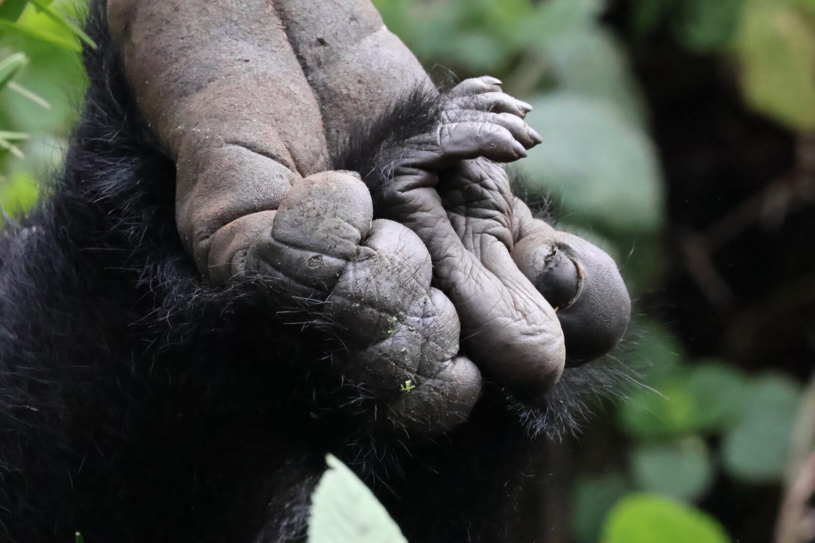gorilla's feed, mother and child,