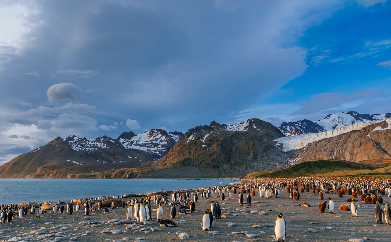 King Penguins Gold Harbour South Georgia Island