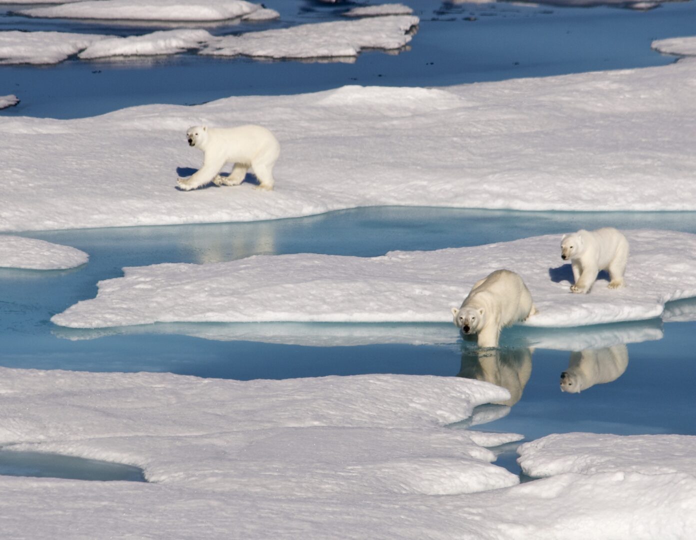 polar bears in polar region
