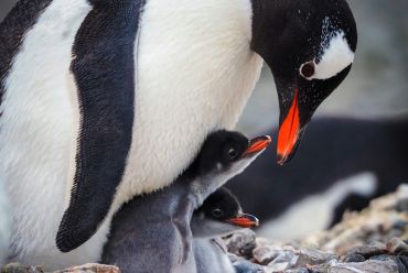 Gentoo penguin, Antarctica