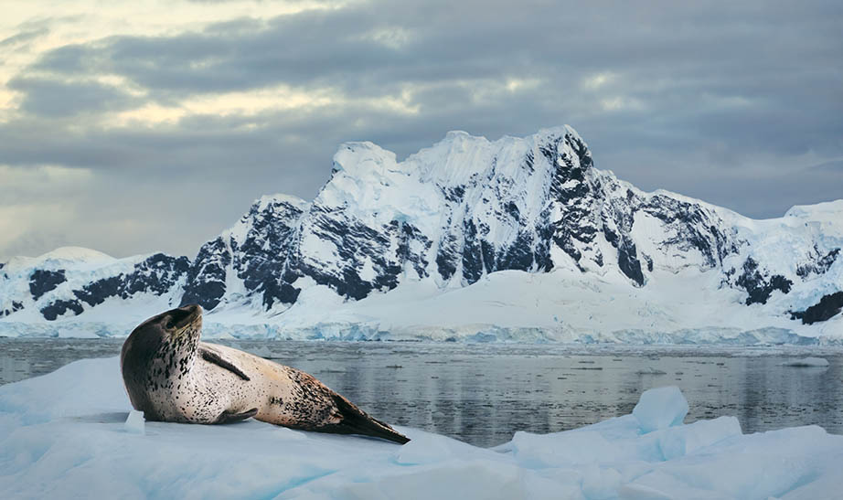 discover antarctica