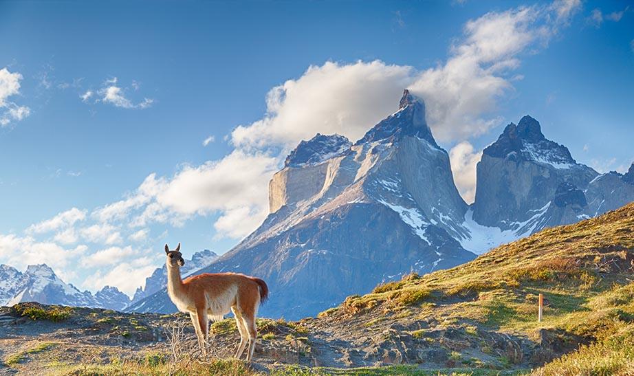lama in Patagonia mountains