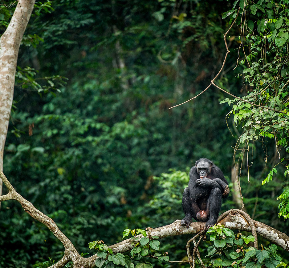 Congo safari