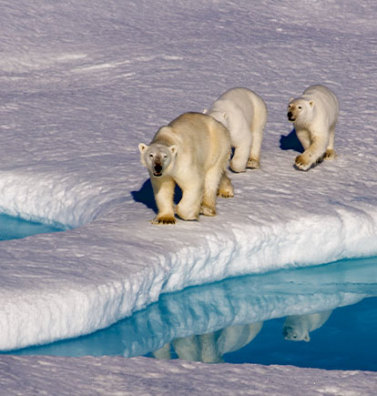 Polar bears, arctic wilderness experience