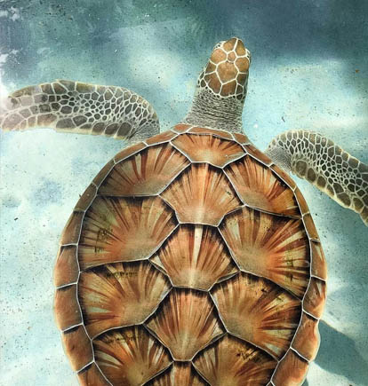 plan a trip to Jamaica to see sea turtle