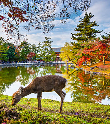 Autumn and deer in nara, Japan's hidden gem
