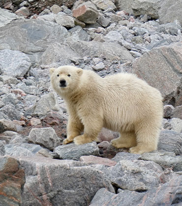 Polar bear