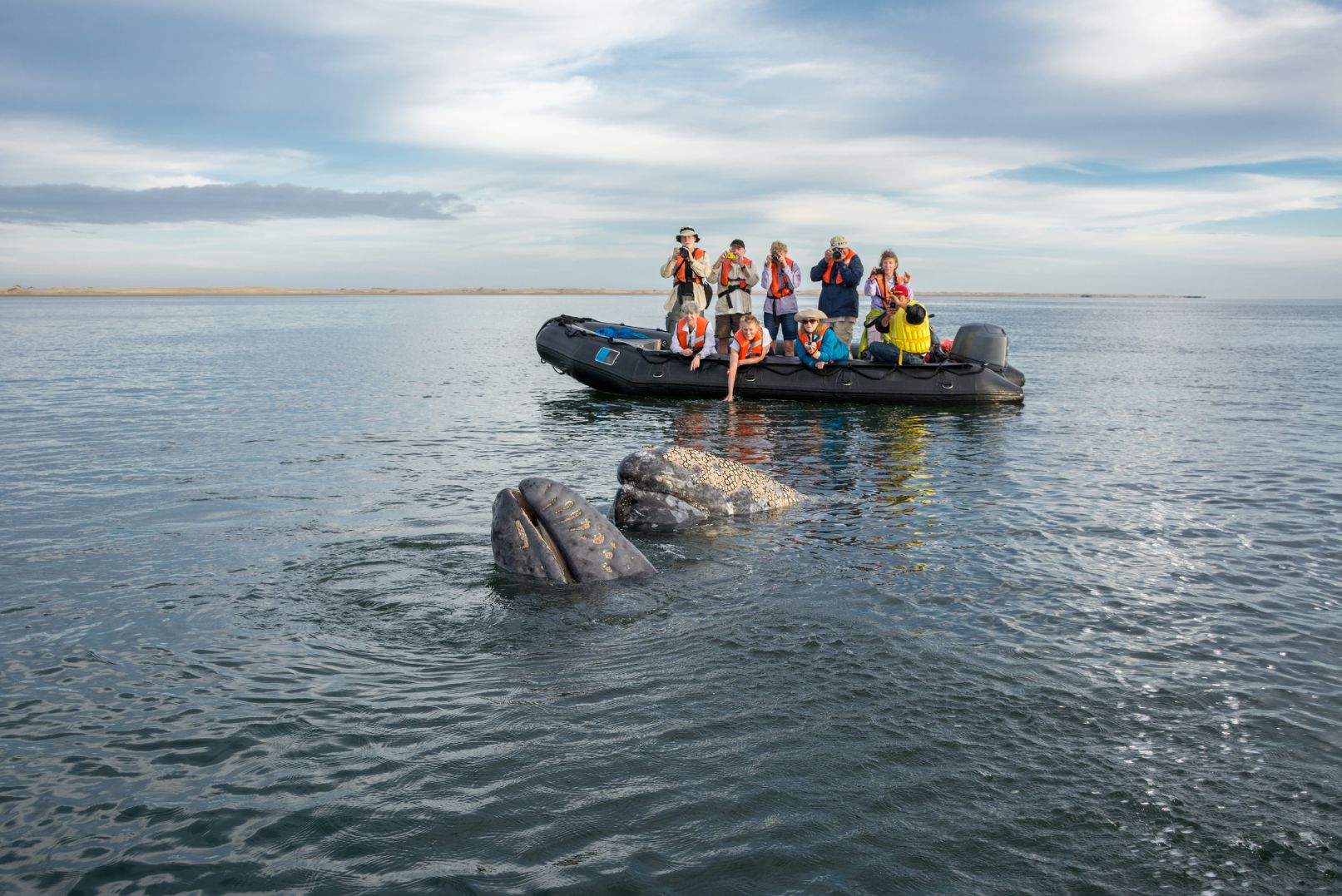 Our Experts travel picks include grey whales in baja Mexico