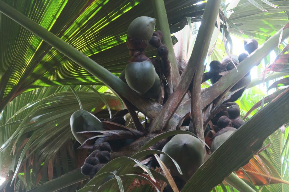 Coco de Mer palm, Vallee de Mai, Seychelles