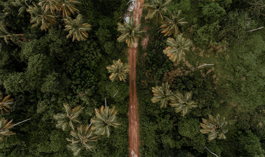 trees and road in Grenada