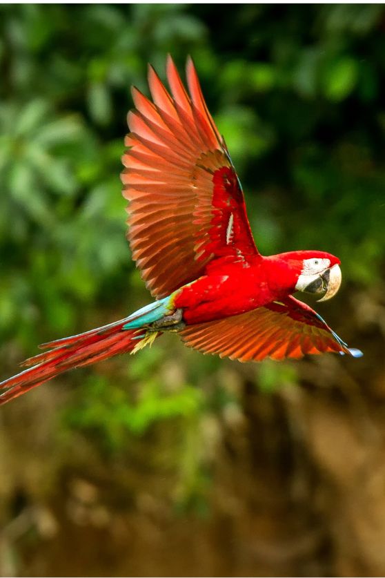Peruvian Amazon parrot