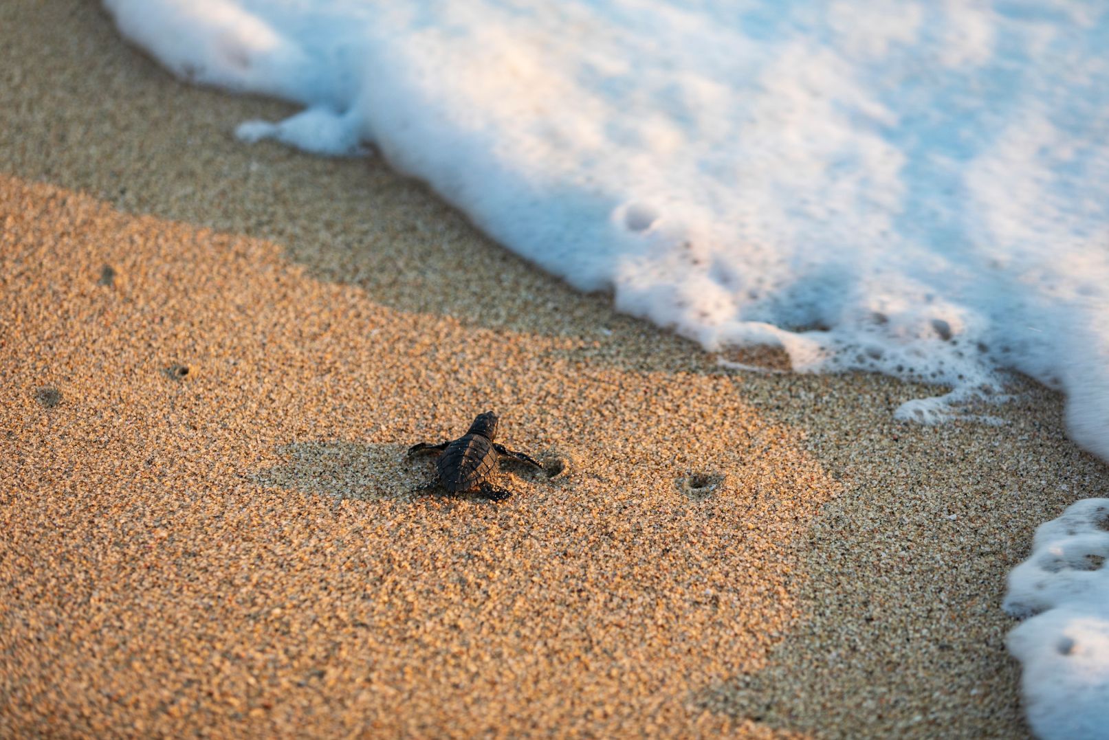 Tortugas Todos Santos la paz baja ca
